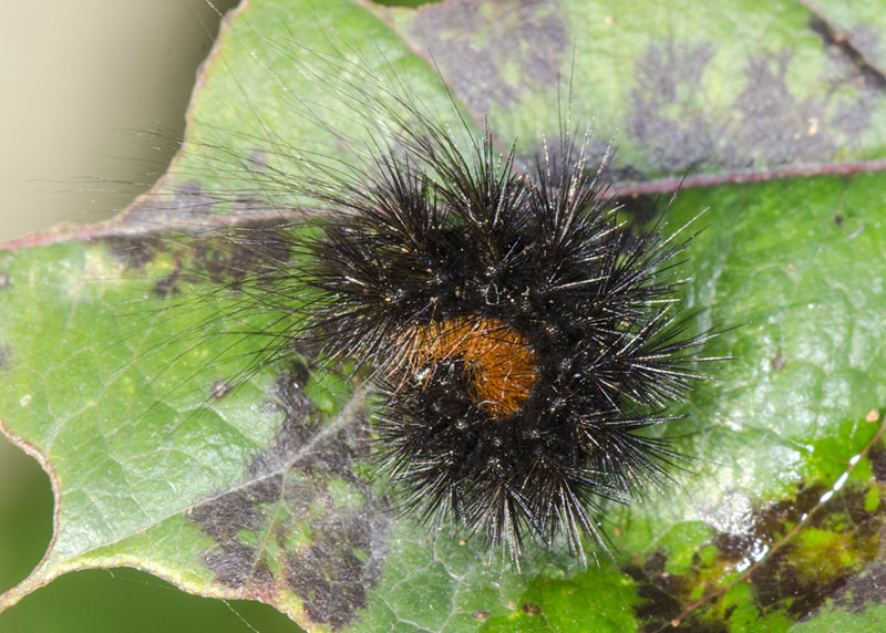 Bruco da determinare - Cfr. Hyphoraia sp. Erebidae Arctiinae